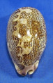 Leporicypraea rosea ultraviola