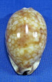 Mauritia histrio