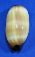 Talparia talpa saturata