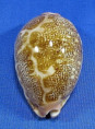 Leporicypraea geografica "dwarf"